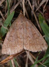 Yellowish Fan-foot
